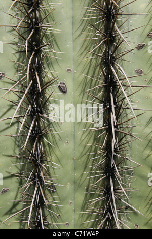 Detail des Saguaro Kaktus (Carnegiea Gigantea) mit zwei Reihen von Dornen Stockfoto
