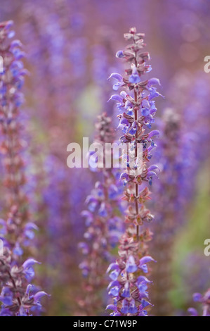 Salvia X sylvestris 'Mainacht' in Blüte Stockfoto