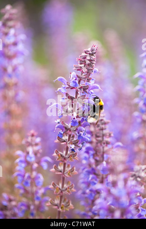 Salvia X sylvestris "Mainacht" in der Blume mit Biene Stockfoto