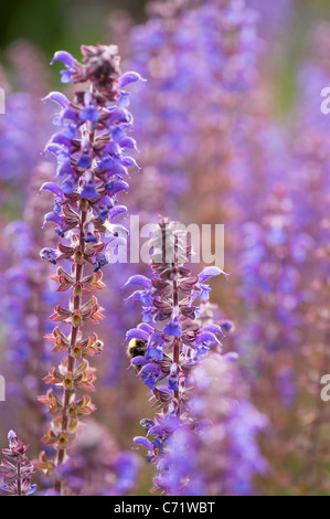 Salvia X sylvestris 'Mainacht' in Blüte Stockfoto