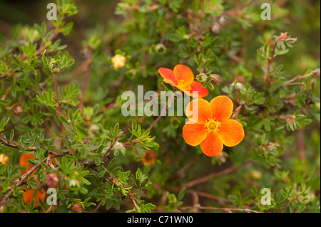 Potentilla Fruticosa "Hopleys Orange" in der Blume Stockfoto