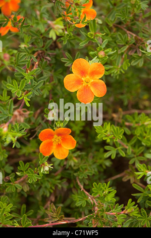 Potentilla Fruticosa "Hopleys Orange" in der Blume Stockfoto