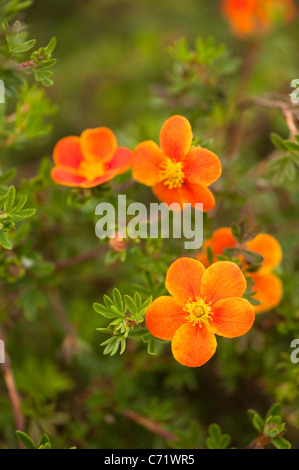 Potentilla Fruticosa "Hopleys Orange" in der Blume Stockfoto