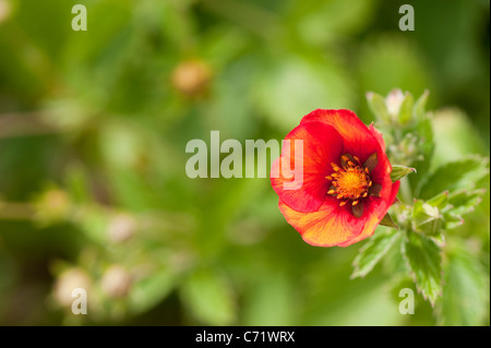 Potentilla 'Flamenco' in Blüte Stockfoto