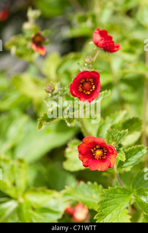 Potentilla 'Flamenco' in Blüte Stockfoto