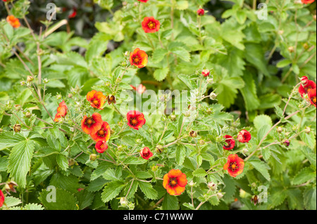 Potentilla 'Flamenco' in Blüte Stockfoto