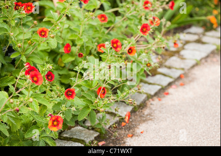 Potentilla 'Flamenco' in Blüte Stockfoto