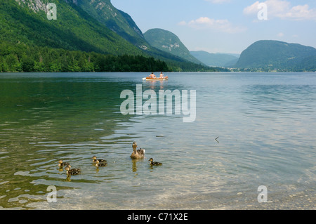 Mallard duck Familie (Anas Platyrhynchos) schwimmen am See von Bohinj, mit ein paar Kanufahren im Hintergrund, Slowenien. Stockfoto