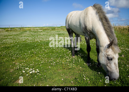 Connemara dappled grau Pony gesehen hier Weiden auf grünen Rasen in Norfolk UK. Blauer Himmel sonnig & scharfe Bilder. Stockfoto