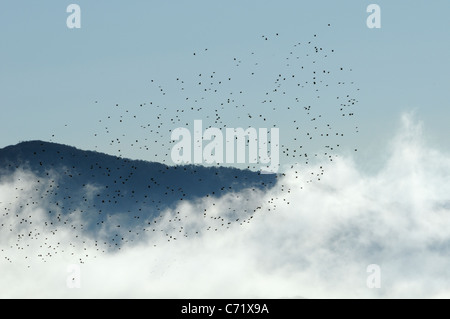 Ringeltaube (Columba Palumbus) strömen Migration über Pyrenäen an der Grenze zwischen Frankreich und Spanien, Oktober. Stockfoto