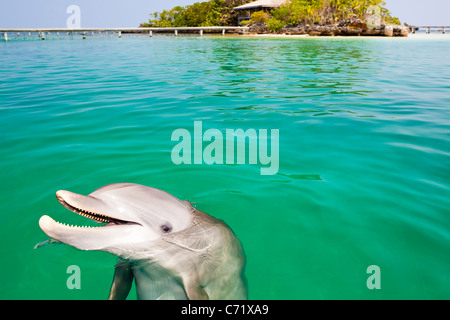 Delphin lächelnd auf Wasseroberfläche vor Insel Cay. Stockfoto