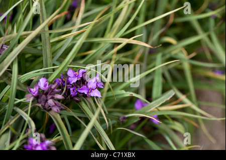 Tradescantia (Andersoniana Gruppe) "Concord Grape' in Blüte Stockfoto