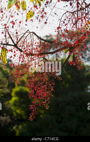 Baum mit reichlich rote Früchte, niedrigen Winkel Ansicht Stockfoto