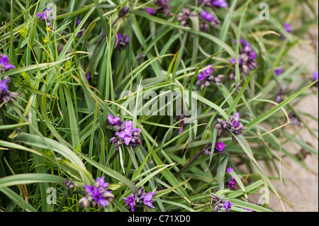 Tradescantia (Andersoniana Gruppe) "Concord Grape' in Blüte Stockfoto