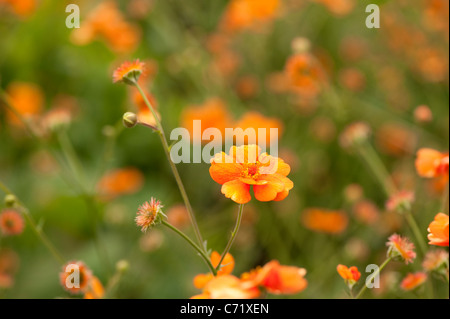 Geum 'Dolly Nord' in Blüte Stockfoto