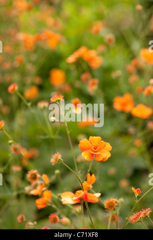 Geum 'Dolly Nord' in Blüte Stockfoto