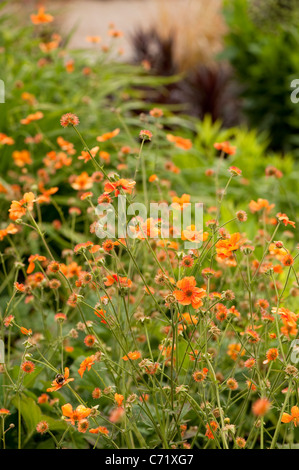 Geum 'Dolly Nord' in Blüte Stockfoto