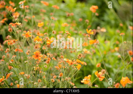 Geum 'Dolly Nord' in Blüte Stockfoto