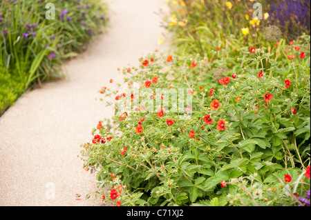 Potentilla 'Flamenco' in Blüte Stockfoto