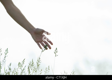 Junge Frau Hand berühren hohe Gräser Stockfoto