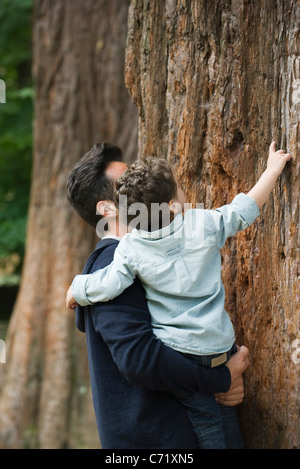 Vater und seinem kleinen Sohn Baumstamm berühren Stockfoto