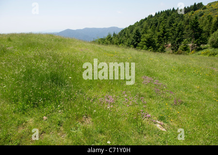 Wiese mit Wildblumen Stockfoto