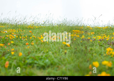 Wiese mit Wildblumen Stockfoto