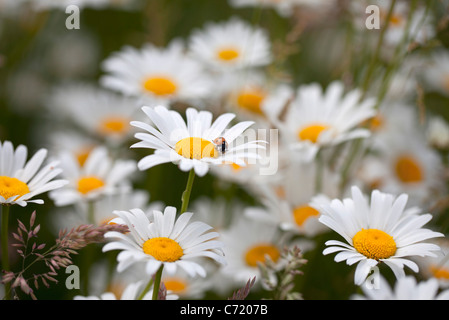 Gänseblümchen in voller Blüte Stockfoto