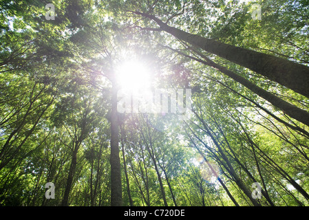 Sonnenlicht durch Baumkronen, niedrigen Winkel Ansicht Stockfoto