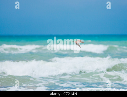 Eurasische Brachvogel im Flug am Karatas Beach, Türkei. Stockfoto