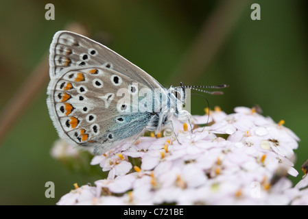 Adonis blue (Polyommatus Bellargus) Schmetterling Stockfoto