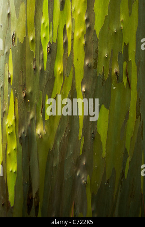 Detailansicht der Rinde einer Eukalyptus-Baum zeigt die verschiedenen Grüntönen und Rinde detail Stockfoto