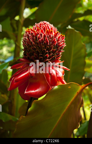 Detailansicht einer tropischen Blume im Dschungel Stockfoto