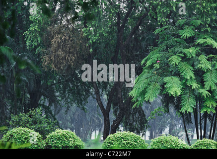 Monsun-Regen fällt durch grüne Blätter, Bäume, Wasser des Sees am Salzsee, Kalkutta / Indien. Stockfoto