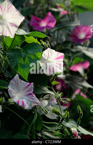 Ipomoea "Venedig Pink" - Morning Glory Stockfoto