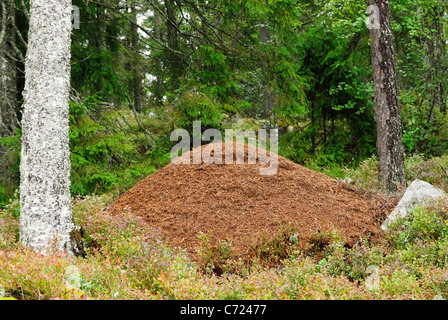 Enorme Holz Ameise nest (Formica Rufa) in einem schwedischen Wald Stockfoto