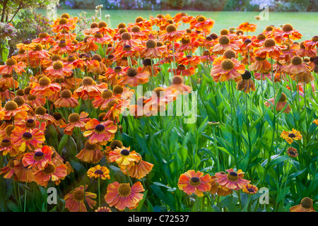 Aster Blumen in Holehird Gärten in Windermere, Cumbria, UK. Stockfoto