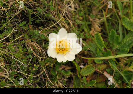 Mountain Avens, Dryas octopetala Stockfoto