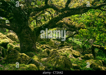 Eine Eiche in Wistmans Holz National Nature Reserve im Dartmoor National Park Stockfoto