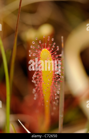 Großen Sonnentau, Drosera anglica Stockfoto