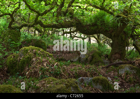 Eine Eiche in Wistmans Holz National Nature Reserve im Dartmoor National Park Stockfoto