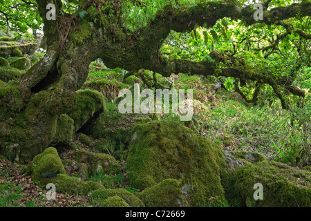 Eine Eiche in Wistmans Holz National Nature Reserve im Dartmoor National Park Stockfoto