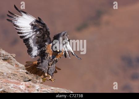 Schakal Bussard im Flug Stockfoto