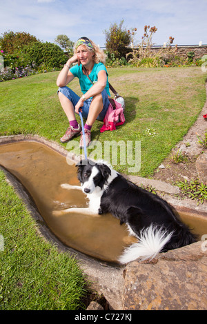 Ein Border-Collie Hund Abkühlung in einem Park-Stream in Sheringham, Norfolk, Großbritannien. Stockfoto