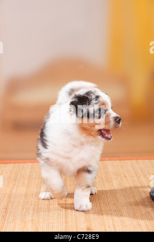 Australian Shepherd, Welpen, Blue-merle Stockfoto