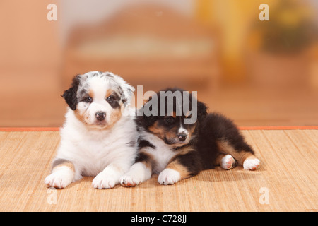 Australian Shepherd, Welpen, Black-Tri und Blue-merle Stockfoto