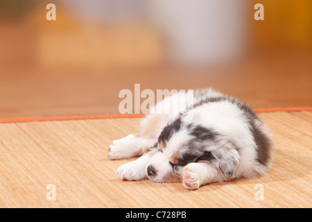 Australian Shepherd, Welpen, Blue-merle Stockfoto