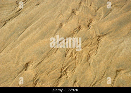 Bäche von Wasser in der Strand bei Ebbe, Florenz Bay, Magnetic Island, Queensland, Australien Stockfoto