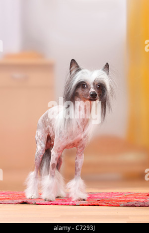 Chinese Crested Dog, unbehaart Stockfoto
