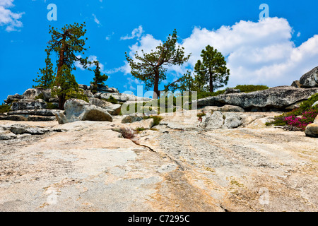 Vergletscherten Bergen neben Tioga Road, Yosemite-Nationalpark, USA. JMH5275 Stockfoto